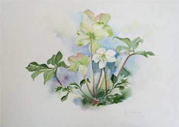 Lenten Rose Watercolour